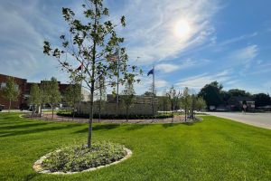 Swamp Oak Tree in the Memorial