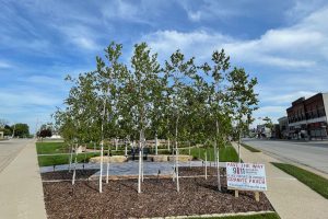 Birch trees at the entrance of the Veterans area